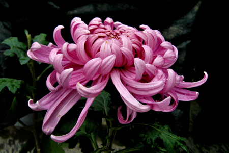梦见树开花