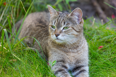 梦到猫是什么征兆 女性
